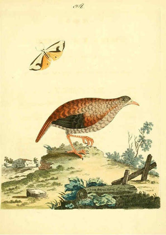 Reproducción/Reproduction 6072748313: Nouvelles illustrations de zoologie A Londres :Imprimé pour B. White ...,1776