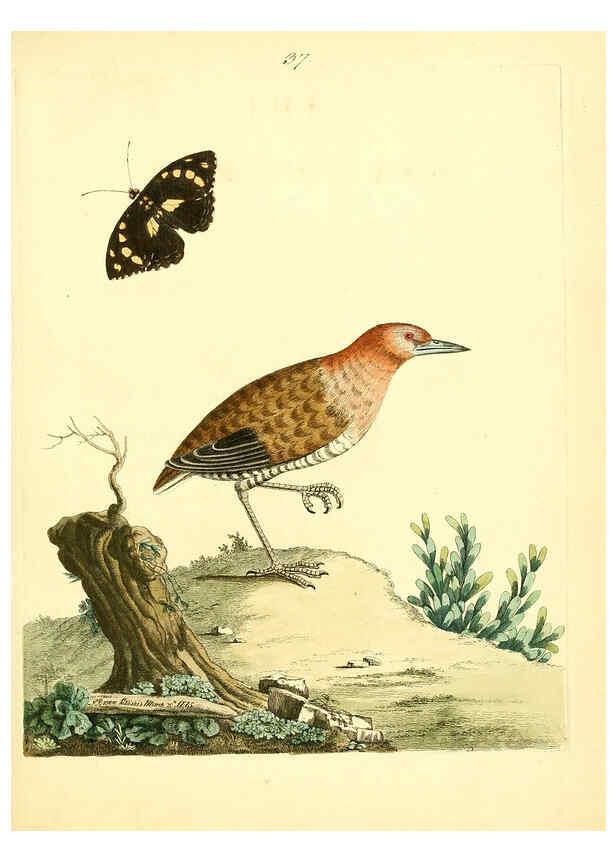 Reproducción/Reproduction 6073289628: Nouvelles illustrations de zoologie A Londres :Imprimé pour B. White ...,1776