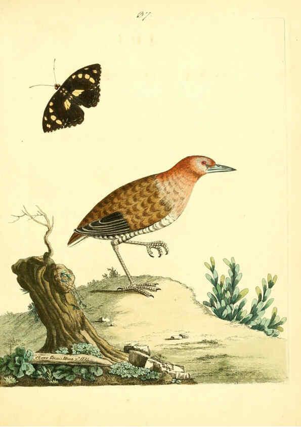 Reproducción/Reproduction 6073289628: Nouvelles illustrations de zoologie A Londres :Imprimé pour B. White ...,1776