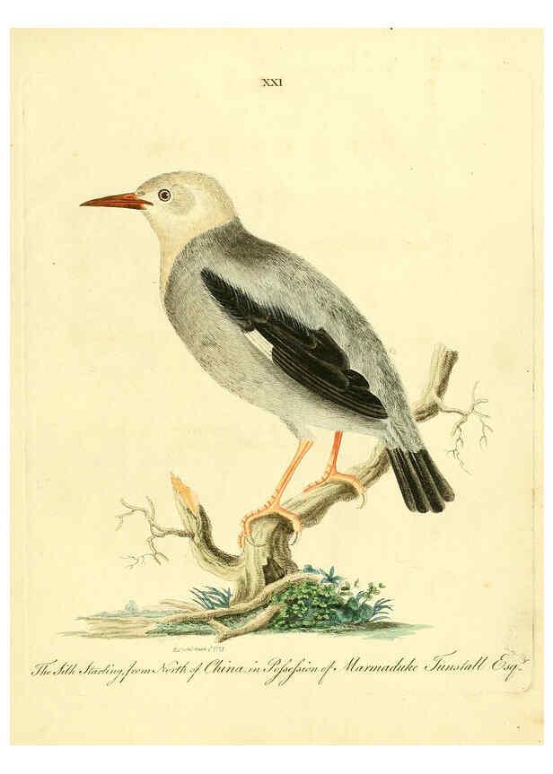 Reproducción/Reproduction 6073286392: Nouvelles illustrations de zoologie A Londres :Imprimé pour B. White ...,1776