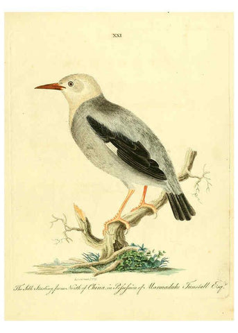 Reproducción/Reproduction 6073286392: Nouvelles illustrations de zoologie A Londres :Imprimé pour B. White ...,1776