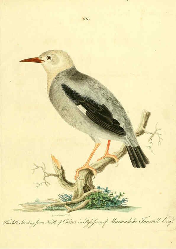 Reproducción/Reproduction 6073286392: Nouvelles illustrations de zoologie A Londres :Imprimé pour B. White ...,1776