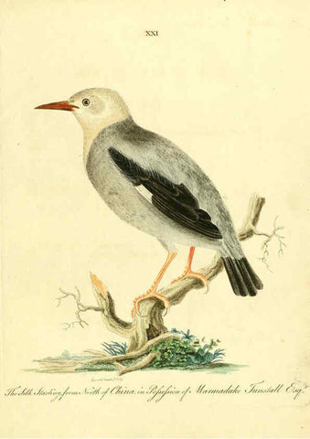 Reproducción/Reproduction 6073286392: Nouvelles illustrations de zoologie A Londres :Imprimé pour B. White ...,1776