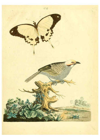Reproducción/Reproduction 6072745039: Nouvelles illustrations de zoologie A Londres :Imprimé pour B. White ...,1776