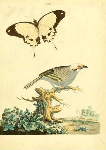 Reproducción/Reproduction 6072745039: Nouvelles illustrations de zoologie A Londres :Imprimé pour B. White ...,1776