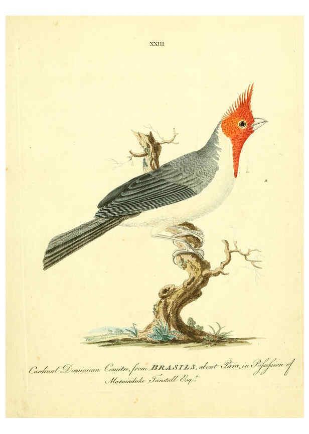 Reproducción/Reproduction 6073286742: Nouvelles illustrations de zoologie A Londres :Imprimé pour B. White ...,1776