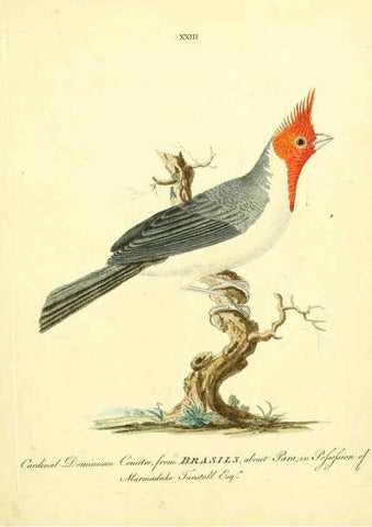 Reproducción/Reproduction 6073286742: Nouvelles illustrations de zoologie A Londres :Imprimé pour B. White ...,1776