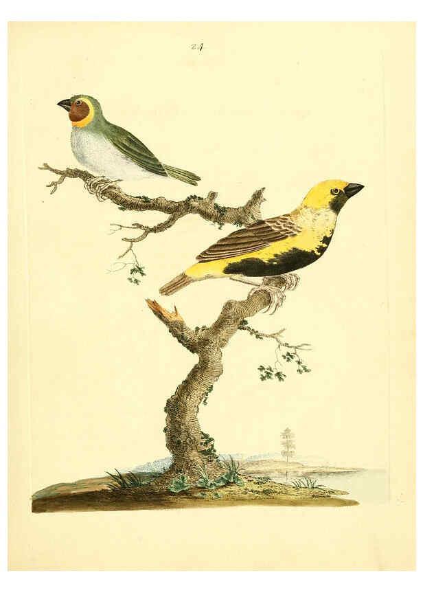 Reproducción/Reproduction 6072745487: Nouvelles illustrations de zoologie A Londres :Imprimé pour B. White ...,1776