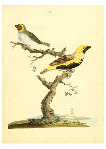 Reproducción/Reproduction 6072745487: Nouvelles illustrations de zoologie A Londres :Imprimé pour B. White ...,1776