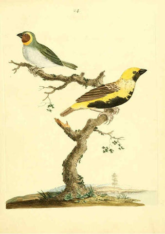 Reproducción/Reproduction 6072745487: Nouvelles illustrations de zoologie A Londres :Imprimé pour B. White ...,1776