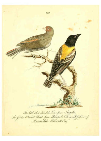 Reproducción/Reproduction 6072745637: Nouvelles illustrations de zoologie A Londres :Imprimé pour B. White ...,1776