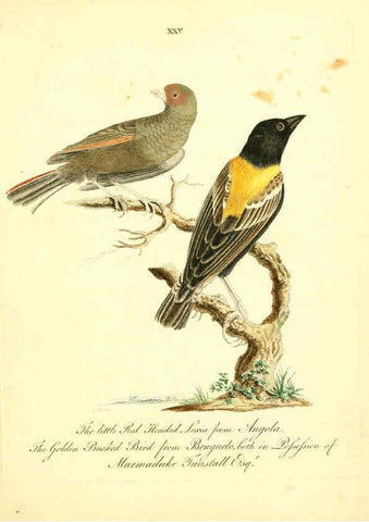 Reproducción/Reproduction 6072745637: Nouvelles illustrations de zoologie A Londres :Imprimé pour B. White ...,1776