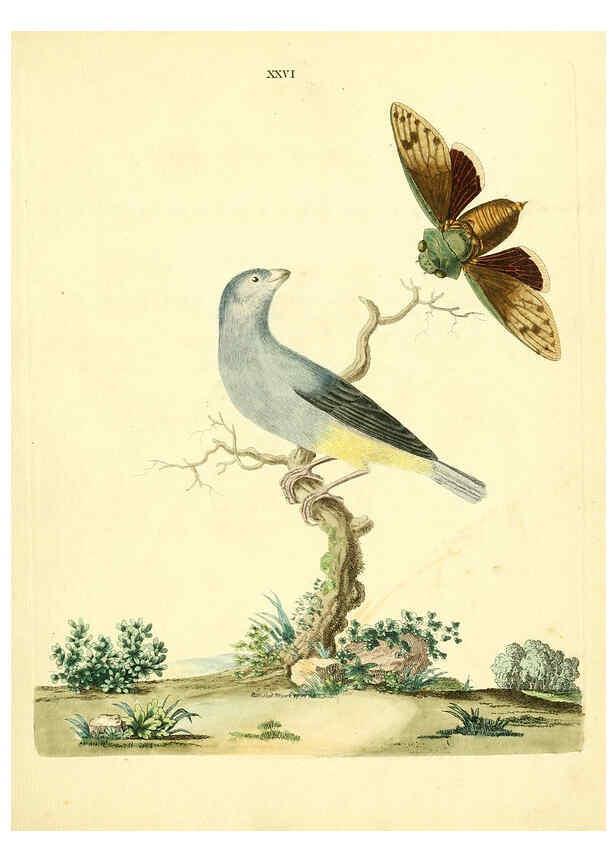 Reproducción/Reproduction 6072745819: Nouvelles illustrations de zoologie A Londres :Imprimé pour B. White ...,1776