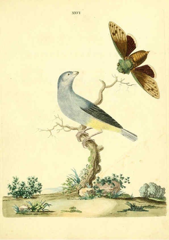 Reproducción/Reproduction 6072745819: Nouvelles illustrations de zoologie A Londres :Imprimé pour B. White ...,1776