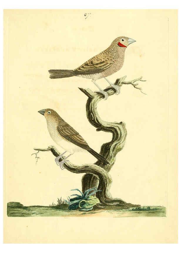 Reproducción/Reproduction 6073287542: Nouvelles illustrations de zoologie A Londres :Imprimé pour B. White ...,1776