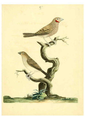 Reproducción/Reproduction 6073287542: Nouvelles illustrations de zoologie A Londres :Imprimé pour B. White ...,1776
