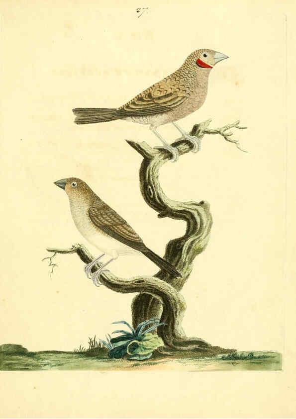 Reproducción/Reproduction 6073287542: Nouvelles illustrations de zoologie A Londres :Imprimé pour B. White ...,1776