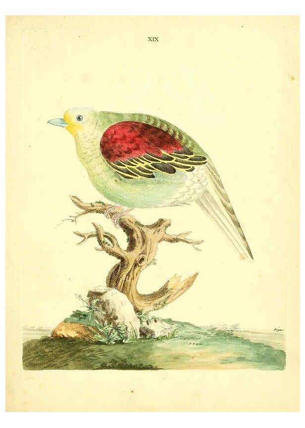 Reproducción/Reproduction 6072744495: Nouvelles illustrations de zoologie A Londres :Imprimé pour B. White ...,1776