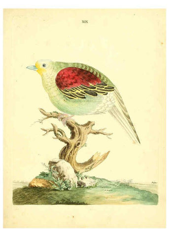 Reproducción/Reproduction 6072744495: Nouvelles illustrations de zoologie A Londres :Imprimé pour B. White ...,1776