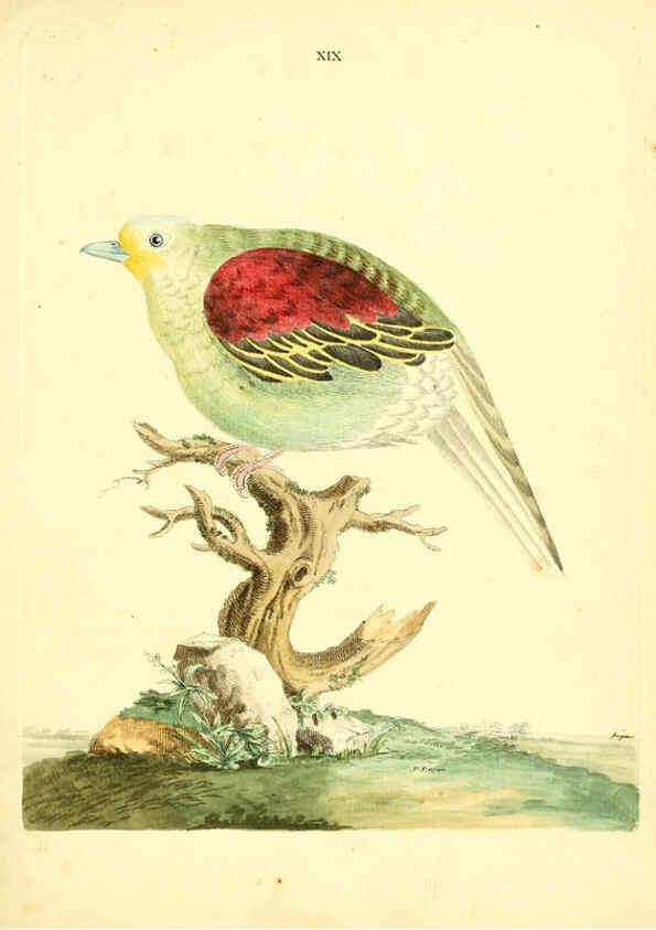 Reproducción/Reproduction 6072744495: Nouvelles illustrations de zoologie A Londres :Imprimé pour B. White ...,1776