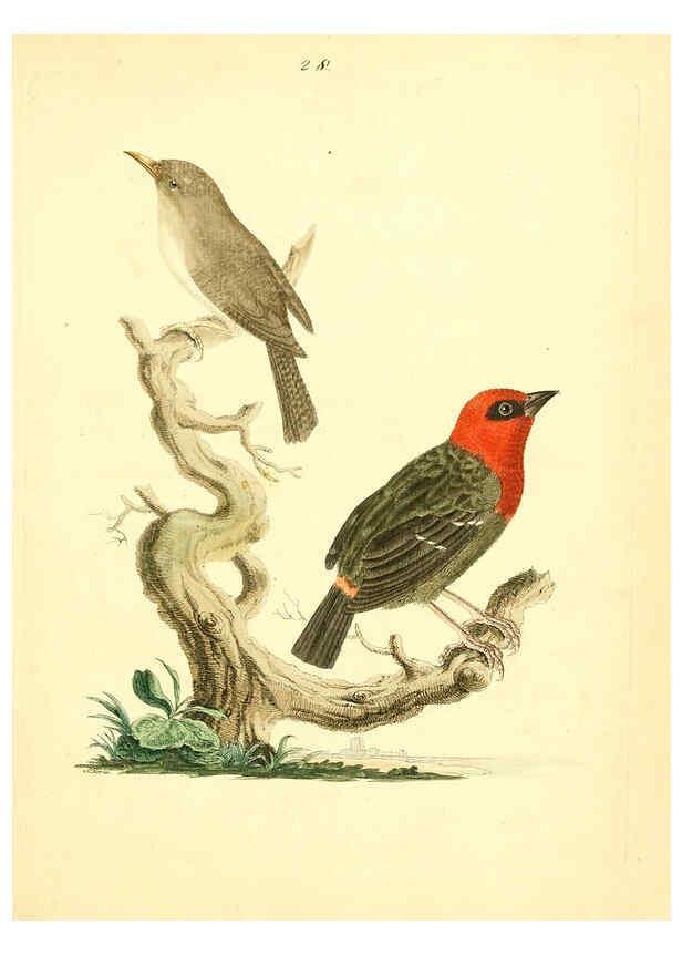 Reproducción/Reproduction 6073287740: Nouvelles illustrations de zoologie A Londres :Imprimé pour B. White ...,1776