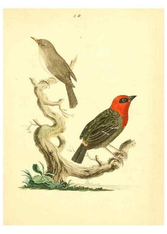 Reproducción/Reproduction 6073287740: Nouvelles illustrations de zoologie A Londres :Imprimé pour B. White ...,1776