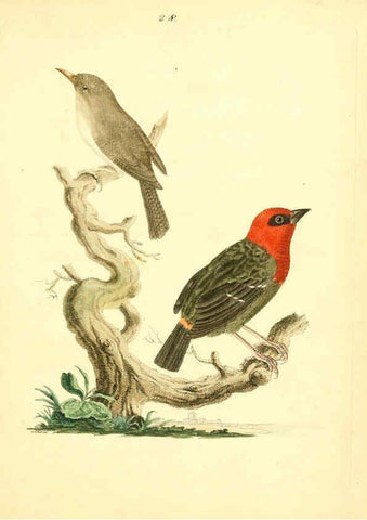 Reproducción/Reproduction 6073287740: Nouvelles illustrations de zoologie A Londres :Imprimé pour B. White ...,1776
