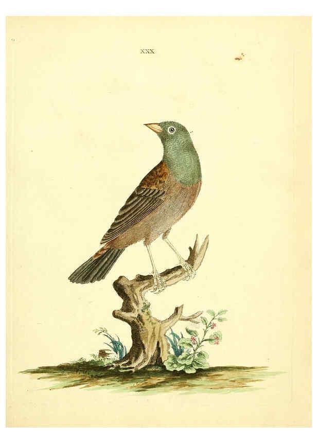 Reproducción/Reproduction 6073288218: Nouvelles illustrations de zoologie A Londres :Imprimé pour B. White ...,1776