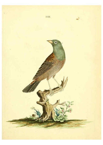 Reproducción/Reproduction 6073288218: Nouvelles illustrations de zoologie A Londres :Imprimé pour B. White ...,1776
