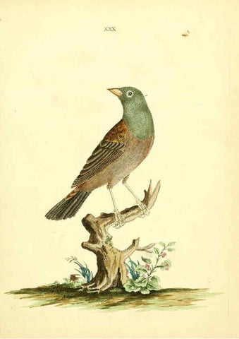 Reproducción/Reproduction 6073288218: Nouvelles illustrations de zoologie A Londres :Imprimé pour B. White ...,1776