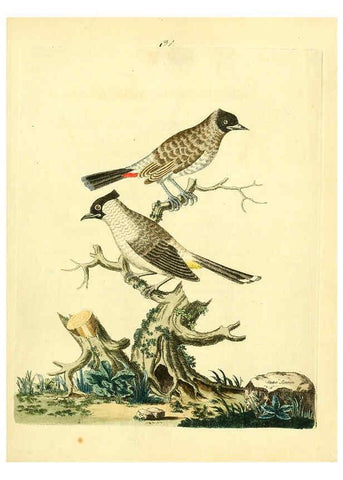 Reproducción/Reproduction 6072746793: Nouvelles illustrations de zoologie A Londres :Imprimé pour B. White ...,1776