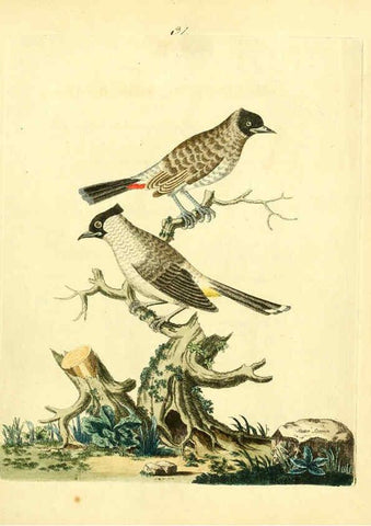 Reproducción/Reproduction 6072746793: Nouvelles illustrations de zoologie A Londres :Imprimé pour B. White ...,1776
