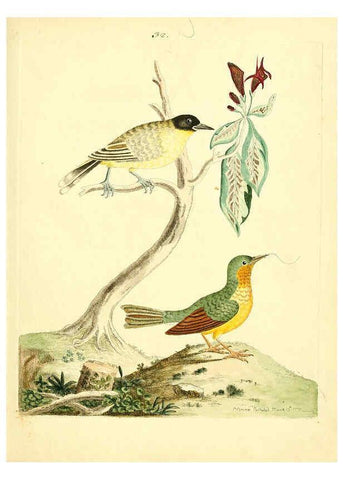 Reproducción/Reproduction 6073288552: Nouvelles illustrations de zoologie A Londres :Imprimé pour B. White ...,1776