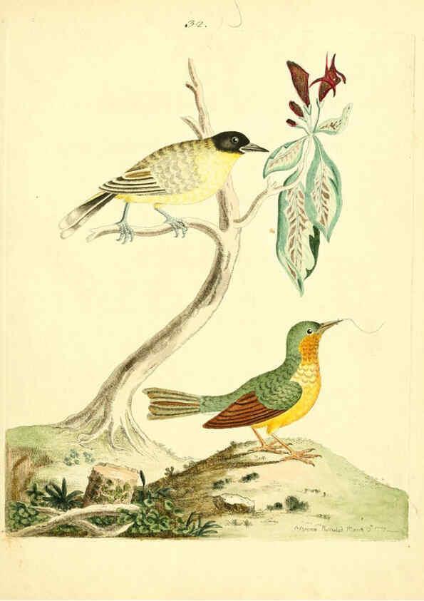 Reproducción/Reproduction 6073288552: Nouvelles illustrations de zoologie A Londres :Imprimé pour B. White ...,1776