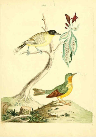 Reproducción/Reproduction 6073288552: Nouvelles illustrations de zoologie A Londres :Imprimé pour B. White ...,1776
