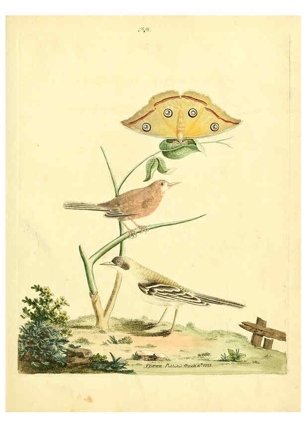 Reproducción/Reproduction 6072747265: Nouvelles illustrations de zoologie A Londres :Imprimé pour B. White ...,1776