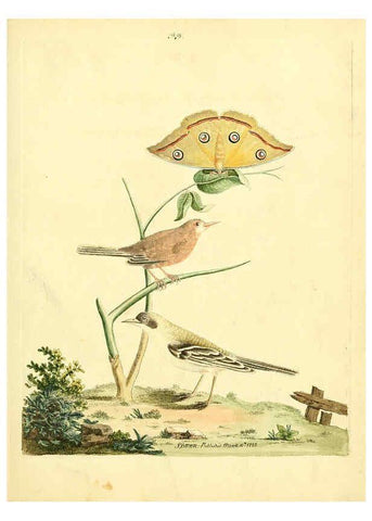 Reproducción/Reproduction 6072747265: Nouvelles illustrations de zoologie A Londres :Imprimé pour B. White ...,1776
