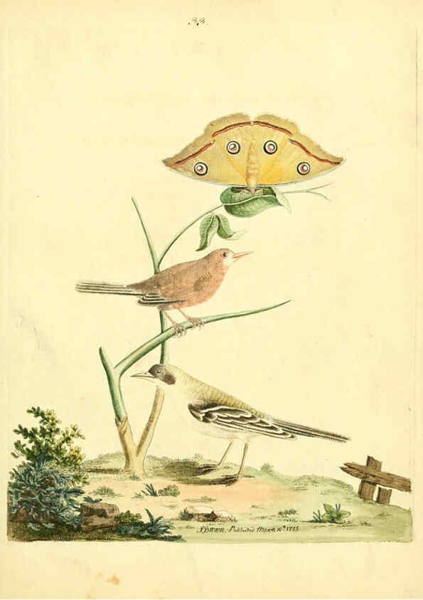 Reproducción/Reproduction 6072747265: Nouvelles illustrations de zoologie A Londres :Imprimé pour B. White ...,1776