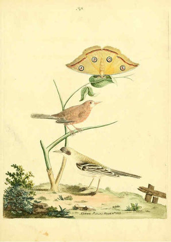 Reproducción/Reproduction 6072747265: Nouvelles illustrations de zoologie A Londres :Imprimé pour B. White ...,1776