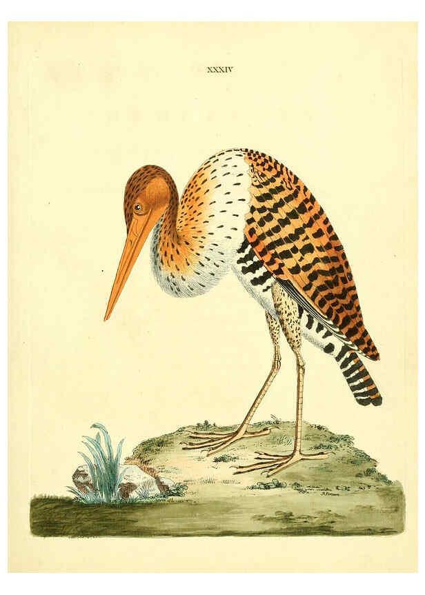 Reproducción/Reproduction 6072747483: Nouvelles illustrations de zoologie A Londres :Imprimé pour B. White ...,1776