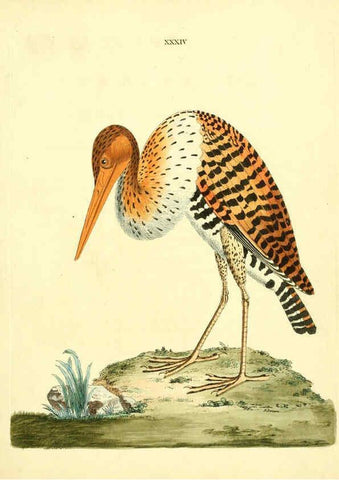 Reproducción/Reproduction 6072747483: Nouvelles illustrations de zoologie A Londres :Imprimé pour B. White ...,1776