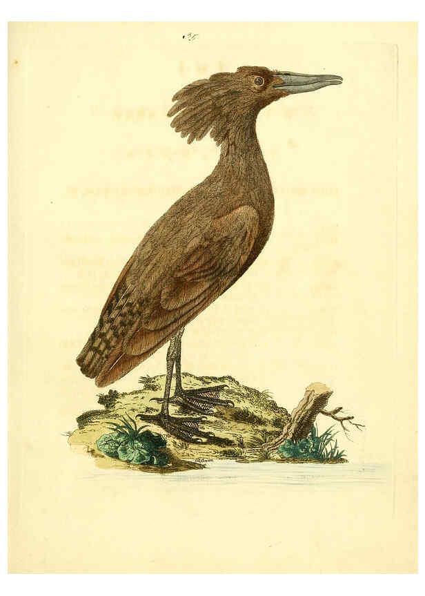 Reproducción/Reproduction 6072747671: Nouvelles illustrations de zoologie A Londres :Imprimé pour B. White ...,1776