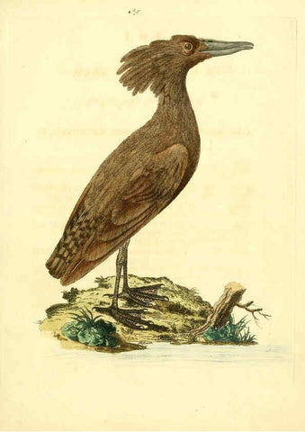 Reproducción/Reproduction 6072747671: Nouvelles illustrations de zoologie A Londres :Imprimé pour B. White ...,1776