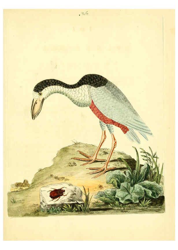 Reproducción/Reproduction 6072747873: Nouvelles illustrations de zoologie A Londres :Imprimé pour B. White ...,1776