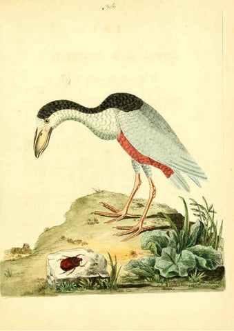 Reproducción/Reproduction 6072747873: Nouvelles illustrations de zoologie A Londres :Imprimé pour B. White ...,1776