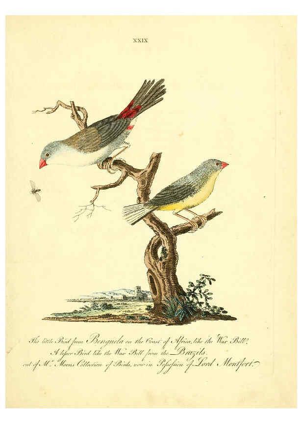 Reproducción/Reproduction 6073287930: Nouvelles illustrations de zoologie A Londres :Imprimé pour B. White ...,1776