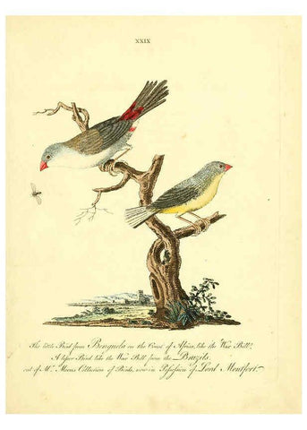 Reproducción/Reproduction 6073287930: Nouvelles illustrations de zoologie A Londres :Imprimé pour B. White ...,1776