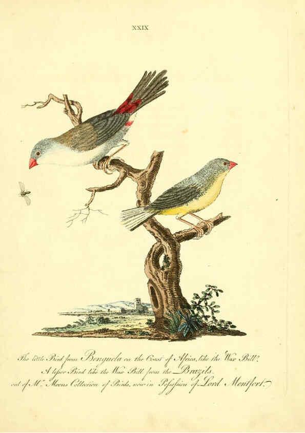 Reproducción/Reproduction 6073287930: Nouvelles illustrations de zoologie A Londres :Imprimé pour B. White ...,1776