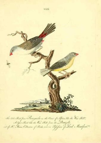 Reproducción/Reproduction 6073287930: Nouvelles illustrations de zoologie A Londres :Imprimé pour B. White ...,1776
