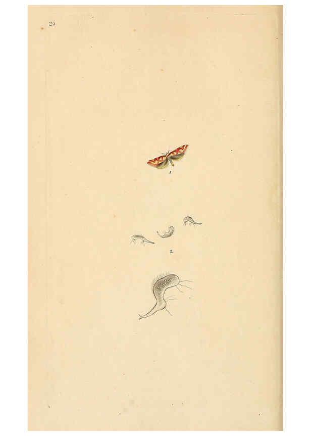 Reproducción/Reproduction 6070537046: The natural history of British insects. v.1. London :Printed for the author, and for F. and C. Rivington,1792-1813
